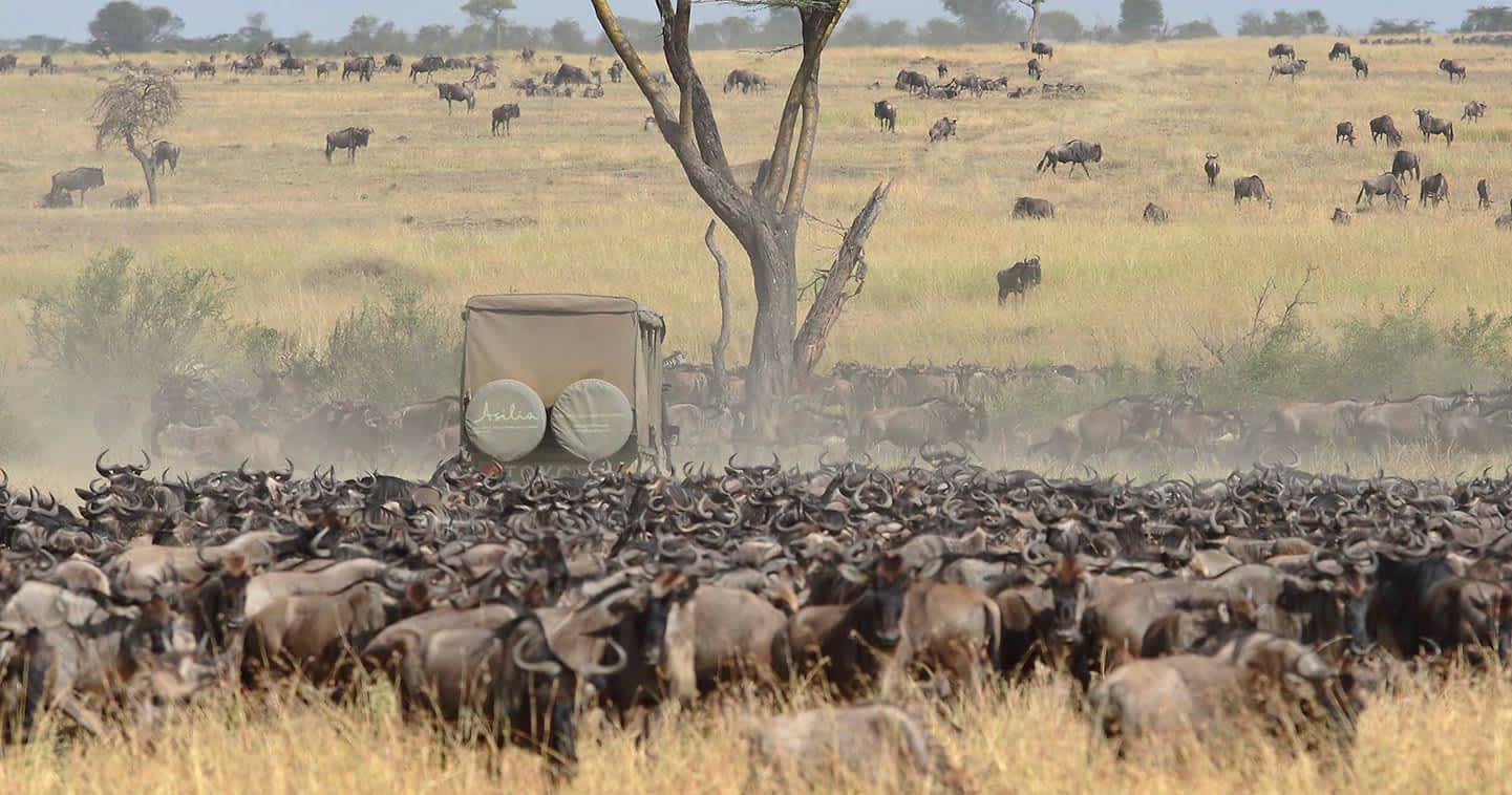 great-migration-serengeti-game-drive.jpg