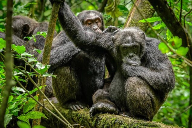 Gorillas and Chimpanzees Trekking Safari