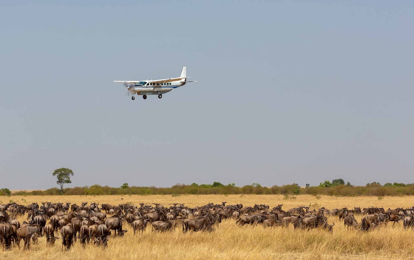 7 Days Fly-In Northern Tanzania Safari