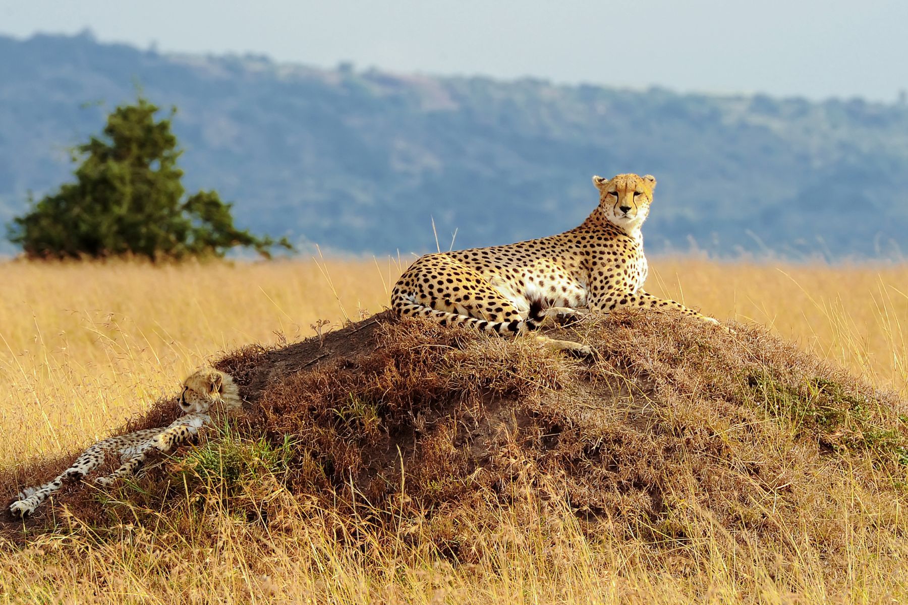 4 Days Masai Mara and Lake Naivasha