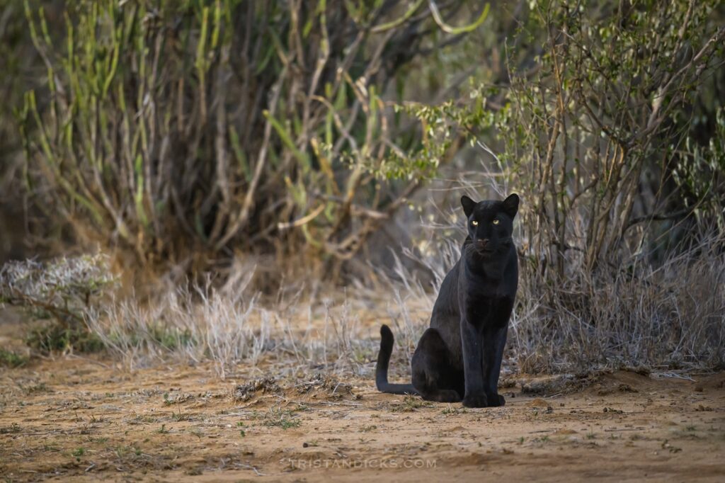 4 Days Laikipia Black Leopard Expedition